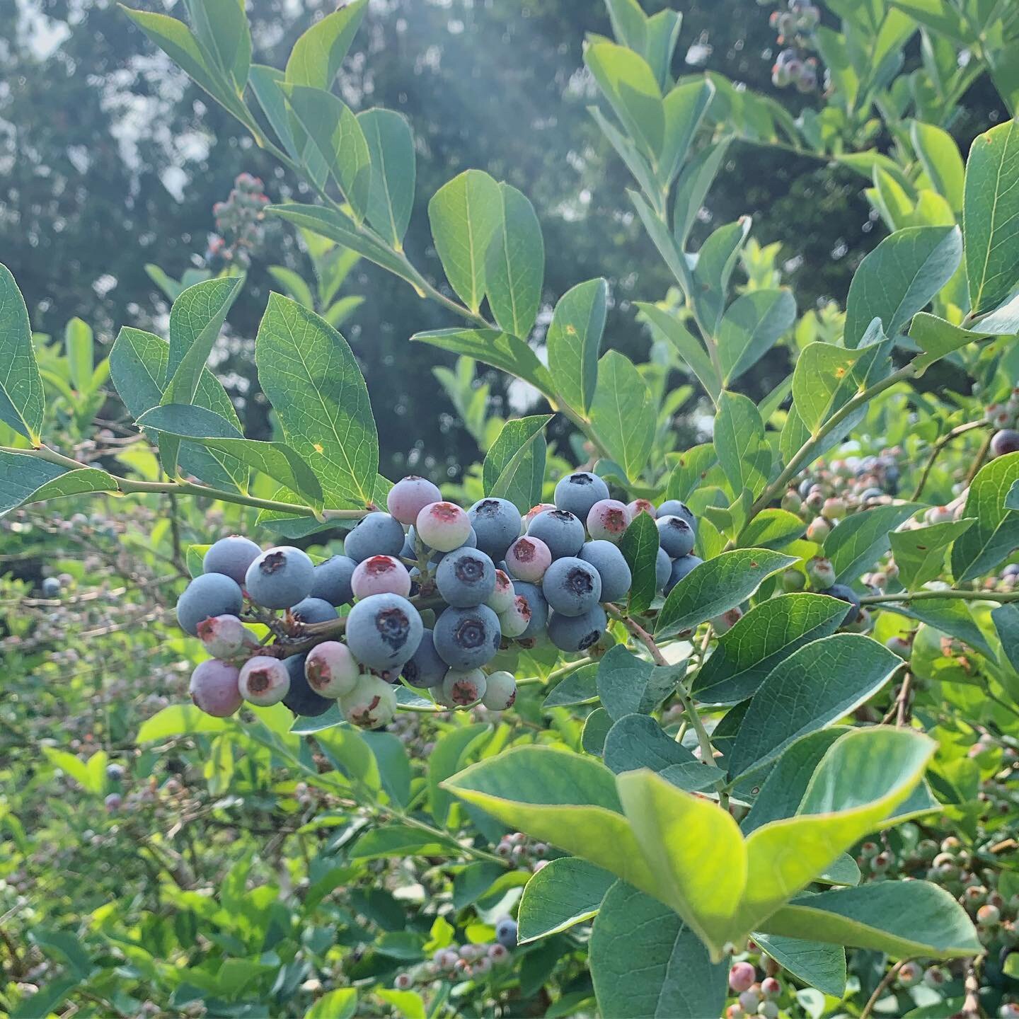Jeremy+Brooks+-+Blueberries2 Close-up of ripe blueberries on a bush, surrounded by vibrant green leaves, showcasing various stages of ripeness in a sunny outdoor setting. Ideal for discussions on berry harvesting and gardening.
