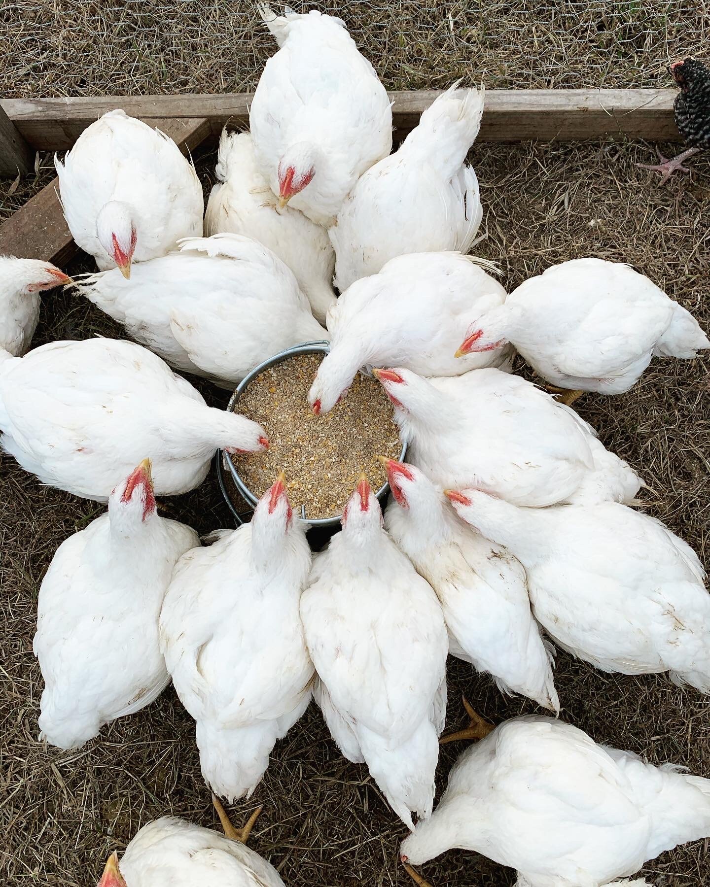 Jeremy+Brooks+-+Broilers A group of white chickens gathered around a feeding dish filled with grain, pecking at the food in a farmyard setting.