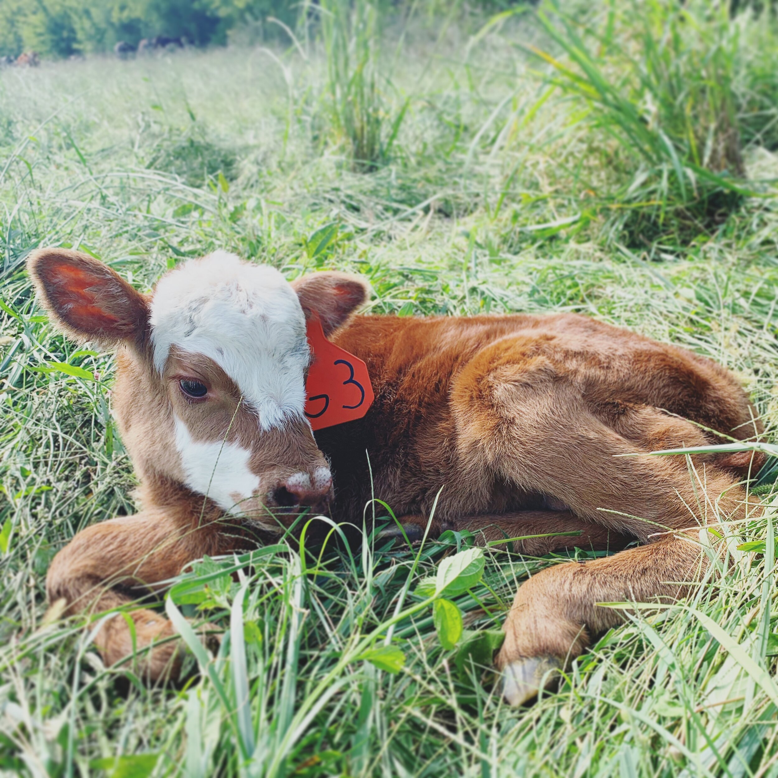 Jeremy+Brooks+-+Calf A brown calf with a white face and an orange identification tag rests in a grassy field, surrounded by green vegetation. The calf appears calm and relaxed, showcasing its soft fur and gentle features.