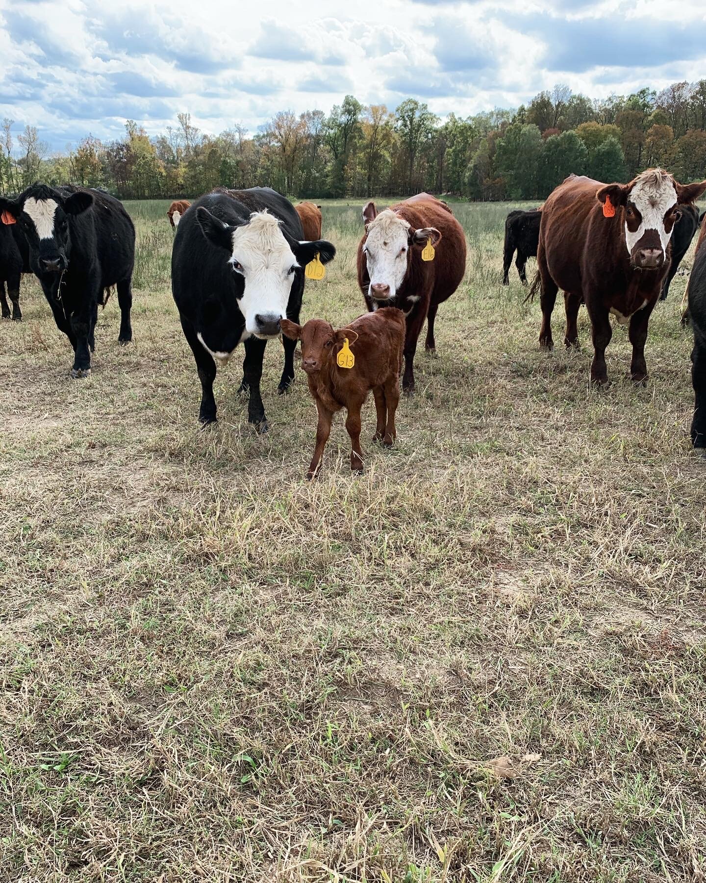 Jeremy+Brooks+-+Cows+ Herd of cows in a grassy field with a brown calf in the foreground, showcasing livestock farming and rural life.