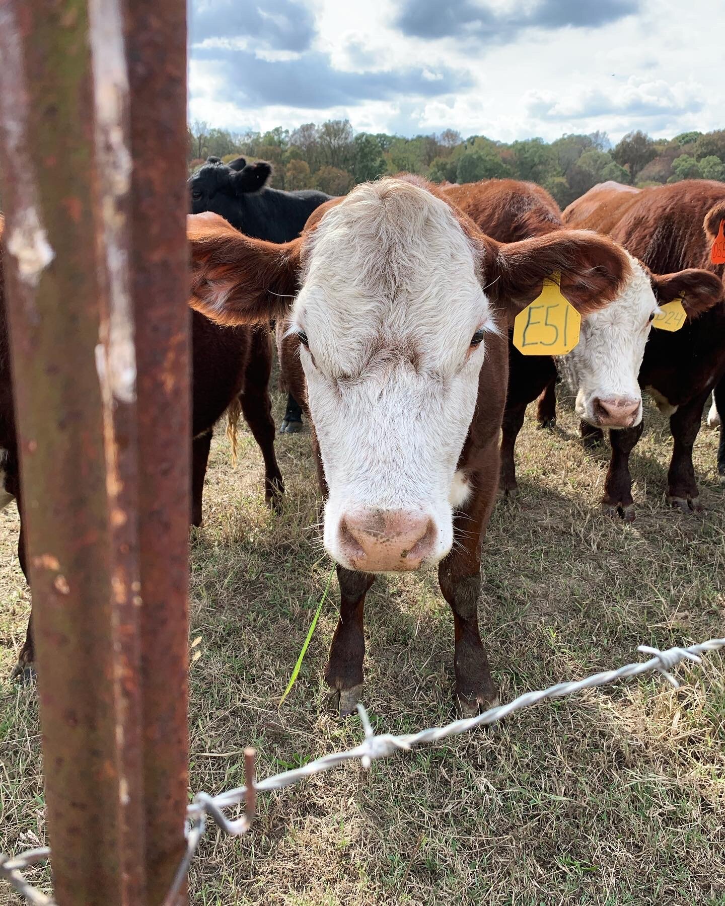 Jeremy+Brooks+-+Cows2 Close-up of a brown and white cow with a yellow identification tag, standing behind a rusty fence with a group of cows in the background, set against a cloudy sky and green trees.