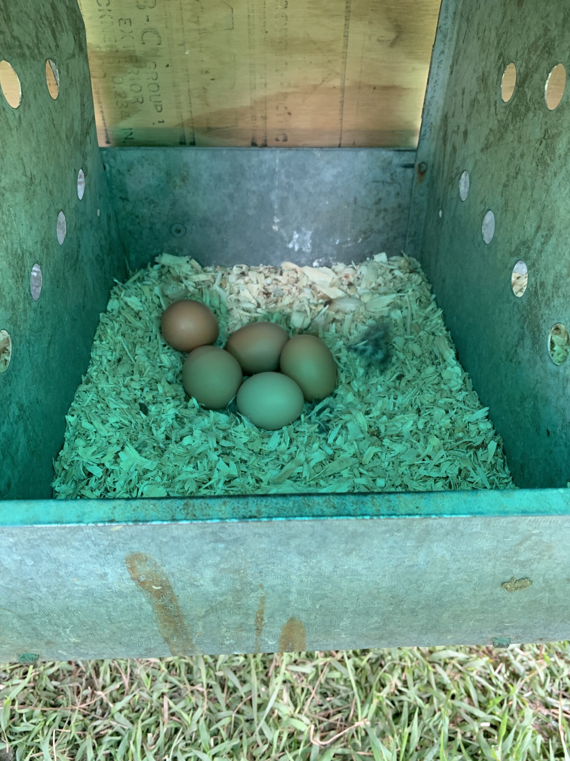 Jeremy+Brooks+-+Eggs Nest box containing six brown eggs resting on green bedding, showcasing a clean and organized environment for poultry.