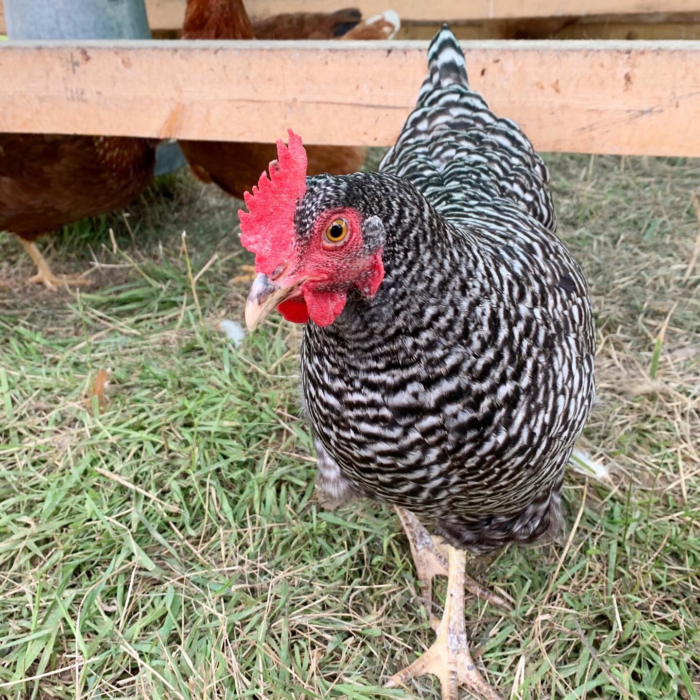 Jeremy+Brooks+-+Layers Close-up of a black and white striped chicken with a bright red comb, walking on green grass with other brown chickens in the background, showcasing farm life and poultry diversity.