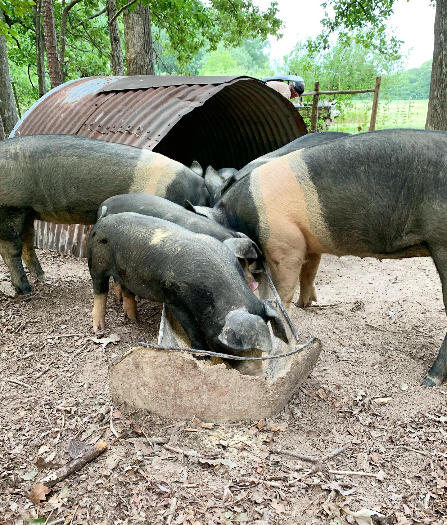 Jeremy+Brooks+-+PIgs+(2) Four pigs feeding together near a metal shelter in a wooded area, with one smaller pig at a feeding trough. The scene captures the rural farming environment and the natural behavior of pigs in their habitat.