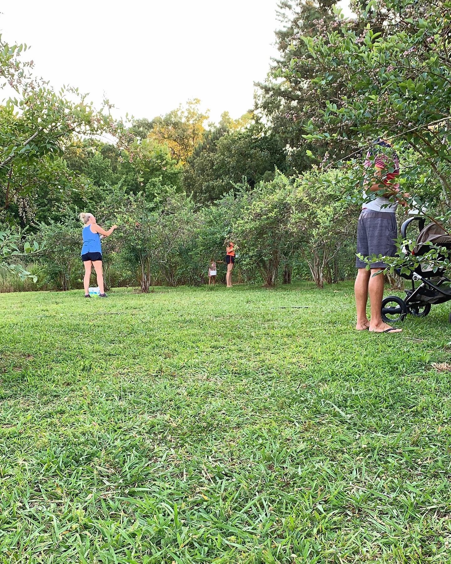 Jeremy+Brooks+-+Photo+Jun+18,+5+20+58+PM Family enjoying outdoor activities in a lush green park, picking fruit from bushes while a child plays nearby.