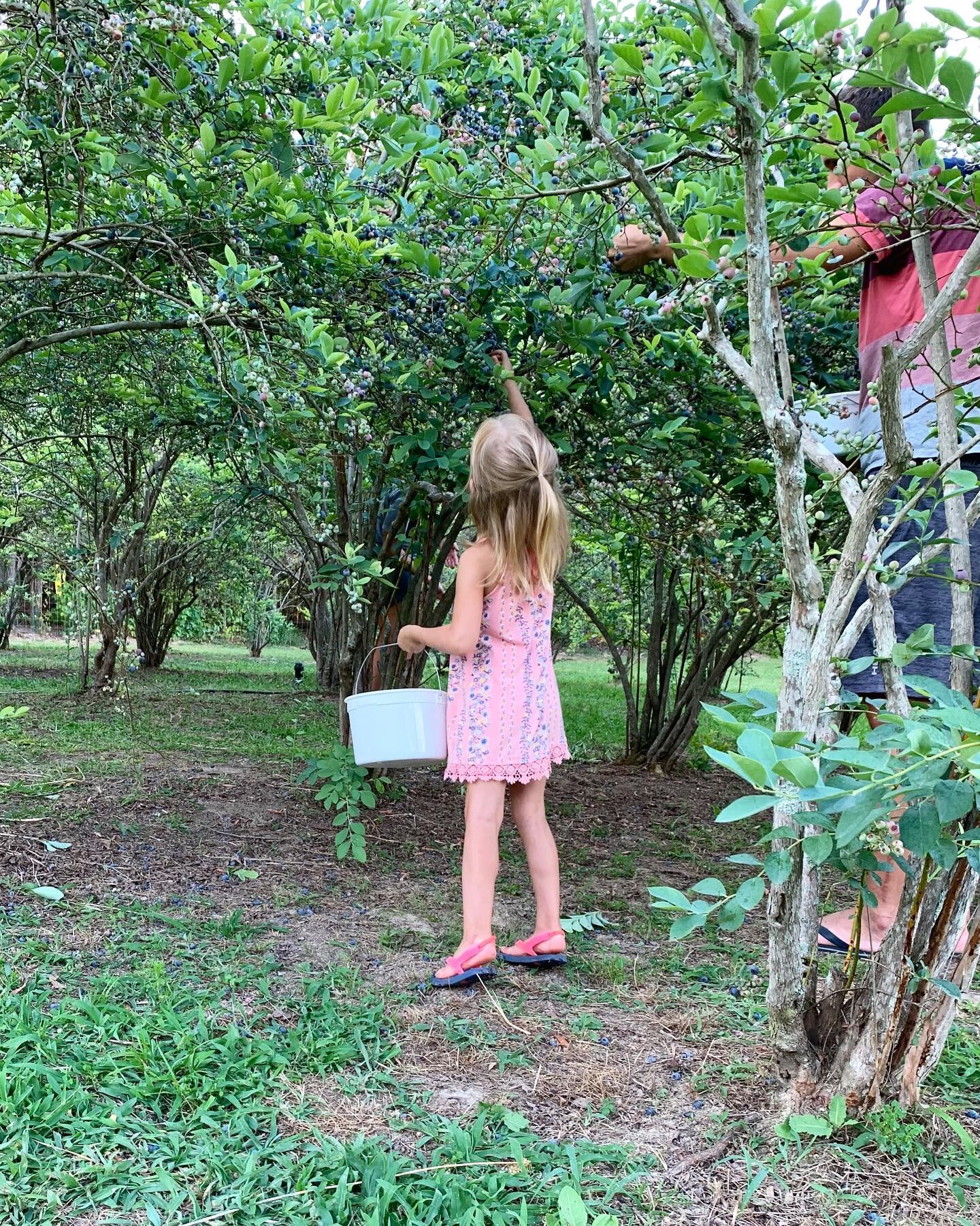 Jeremy+Brooks+-+Photo+Jun+18,+5+20+58+PM+(2) A young girl in a pink dress picks blueberries from a bush while holding a white bucket, surrounded by a lush green garden with trees and grass.