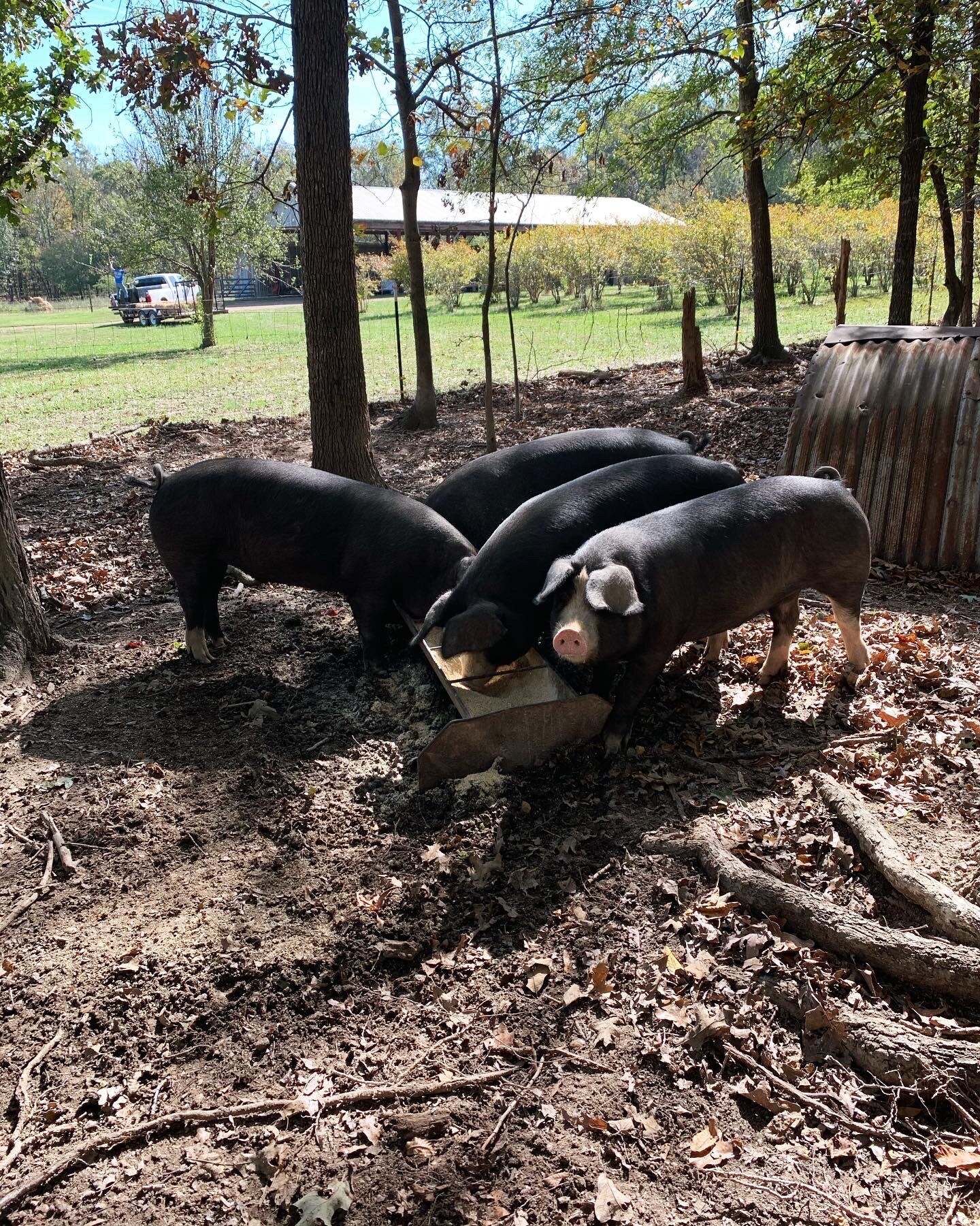 Jeremy+Brooks+-+Photo+Nov+12,+1+46+53+PM+(4) Four black pigs feeding from a trough in a wooded area, surrounded by fallen leaves and trees, with a barn and vehicle visible in the background.