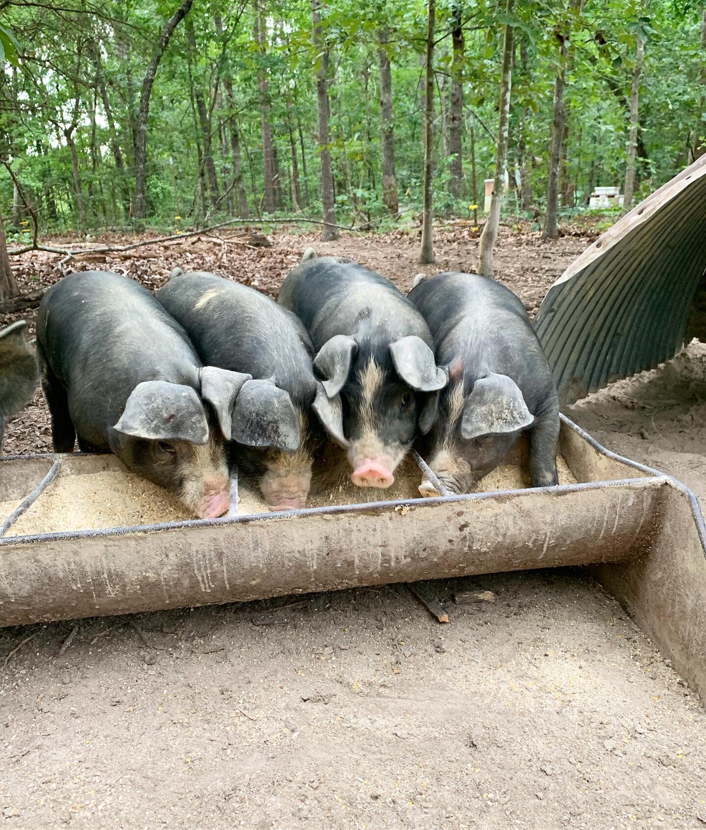 Jeremy+Brooks+-+Pigs Four pigs feeding from a trough in a wooded area, surrounded by trees and natural foliage, showcasing farm life and animal husbandry.