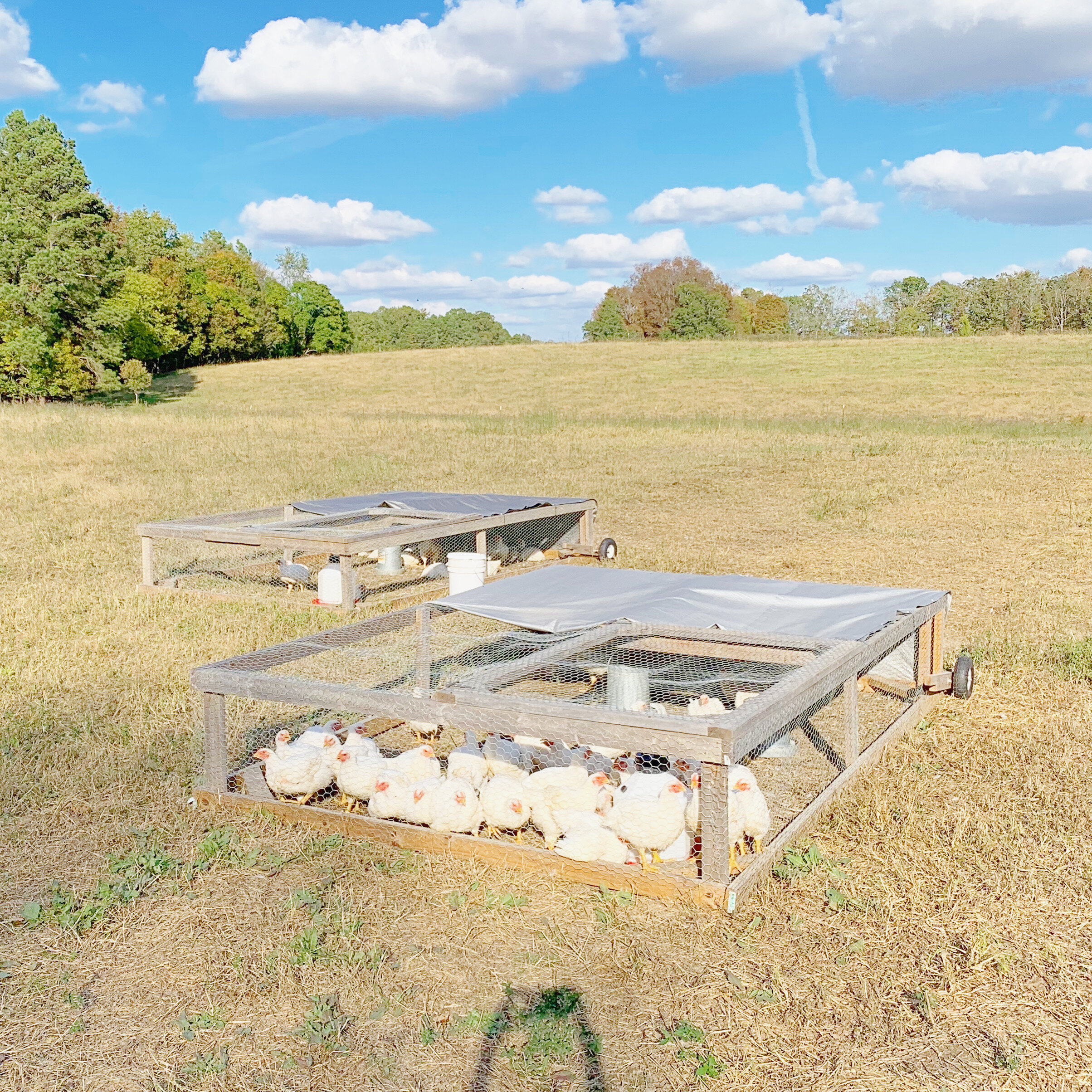 Jeremy+Brooks+-+chicken+coops Two chicken coops on a grassy field, housing free-range chickens under a blue sky with fluffy clouds. The coops are designed for mobile farming, allowing chickens to access fresh grass and sunlight.